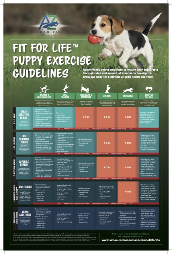 Ffl Puppy Exercise Guidelines For Active Dogs