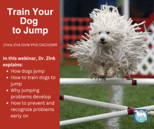 In this webinar, Dr. Chris Zink discusses how dogs jump and how to train dogs to be outstanding jumpers.