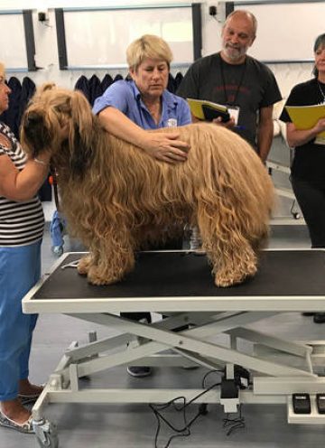 0463-examining-a-briard-1_1